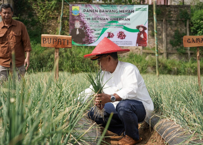 Dorong Petani Tanam Bawang Merah, Bupati Cianjur Siapkan Pelatihan dan Pinjaman Modal Tanpa Bunga