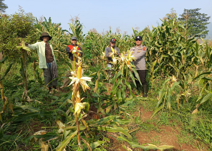 Polres Cianjur Panen 10 Ton Jagung Hibrida, Hasil Dipasok ke Bulog