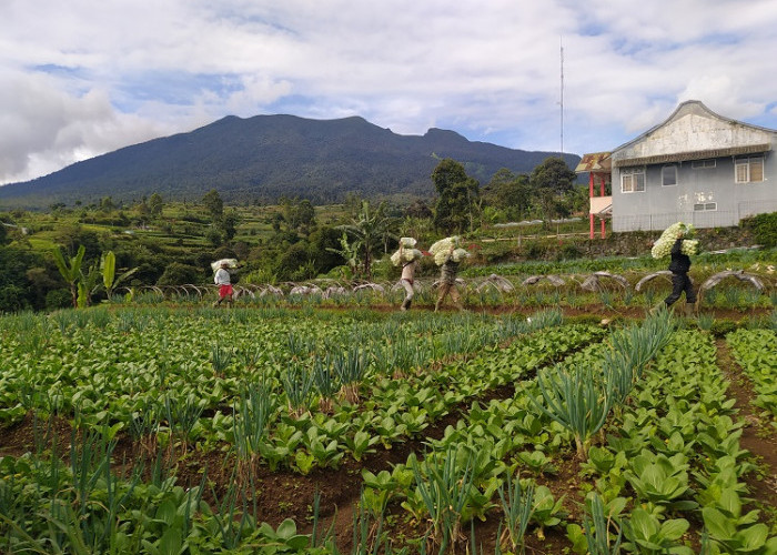 Harga Tomat Melambung, Disusul Kol dan Sawi