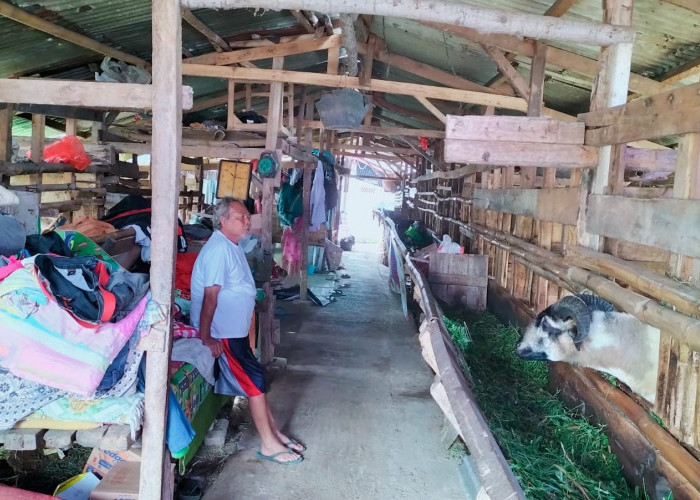 Puluhan Warga Korban Gempa di Desa Mekarsari Cianjur Pilih Mengungsi di Kandang Kambing 