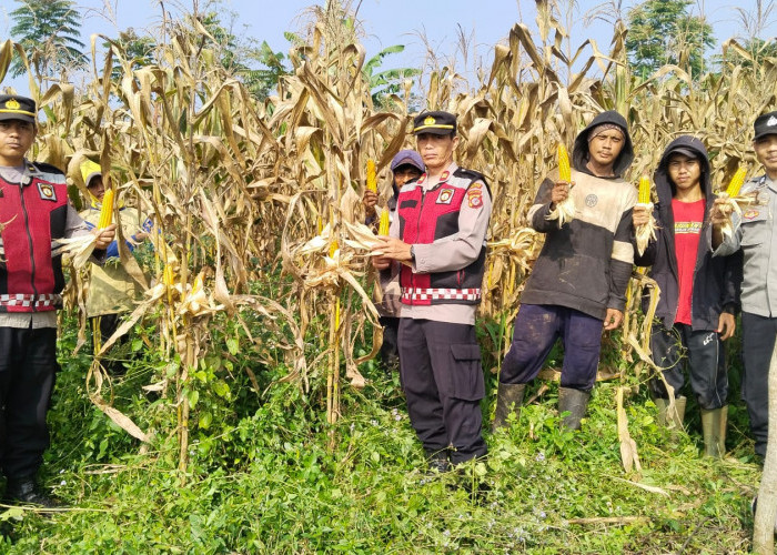 Perkuat Ketahanan Pangan, Polsek Warungkondang Cianjur Berhasil Panen 1,5 Ton Jagung Hibrida