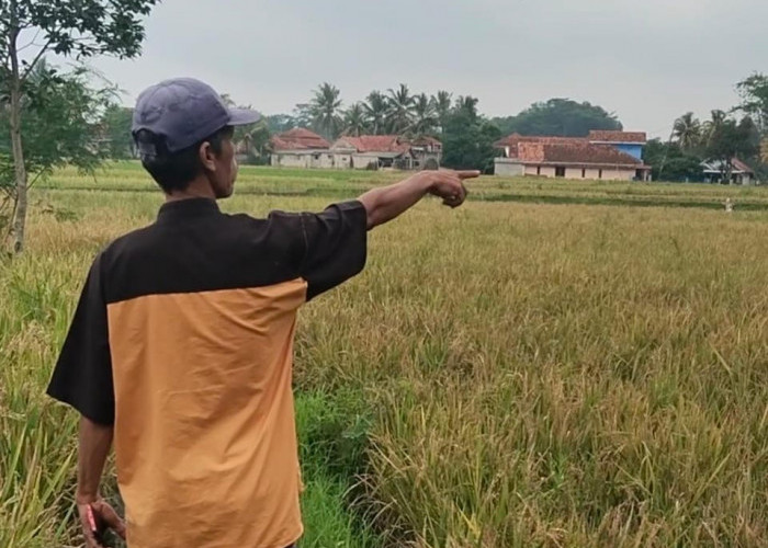 Diserang Burung Pipit, Ratusan Hektar Sawah di Ciranjang Cianjur Gagal Panen