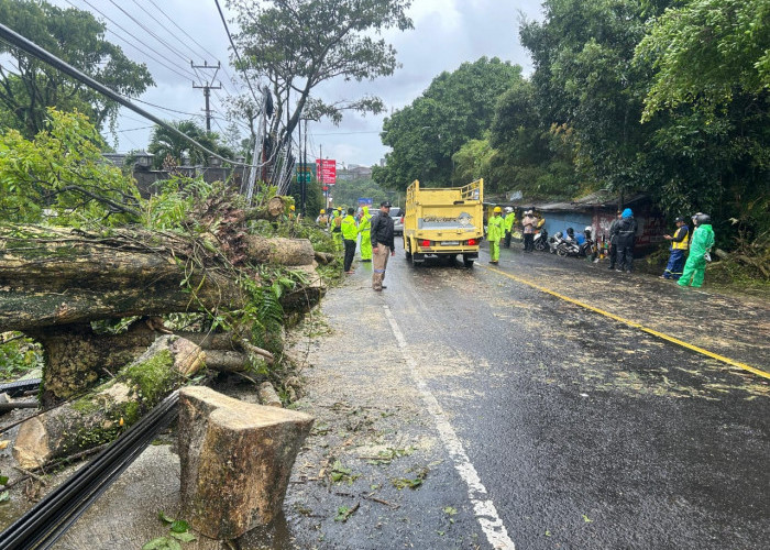 Hujan Deras Disertai Angin Kencang Akibatkan Pohon Tumbang di Jalan Raya Ciloto Puncak