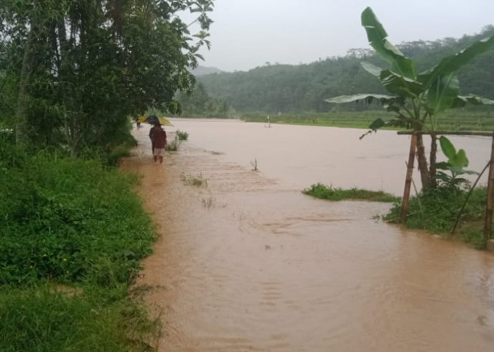 Sungai Ciandam di Mande Cianjur Meluap, Belasan Rumah Warga dan Sawah Terendam  