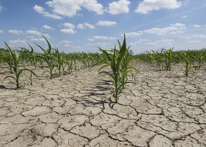 BPBD Cianjur Sebut Alih Fungsi Lahan Picu Kekeringan