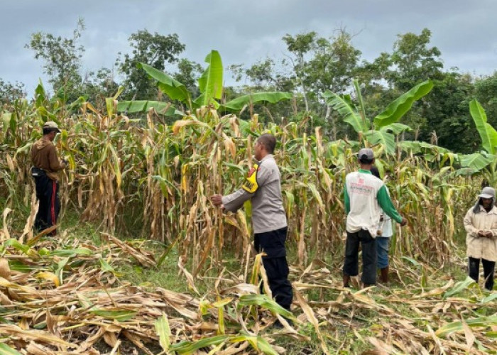 Polsek Agrabinta Panen Jagung Hibrida 5 Ton di Lahan Non-LBS Cianjur