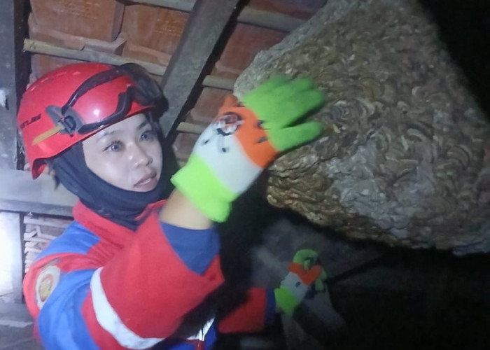 Evakuasi Sarang Tawon Vespa, Ini Sosok Nurjanah Tim Rescue Damkar Cianjur