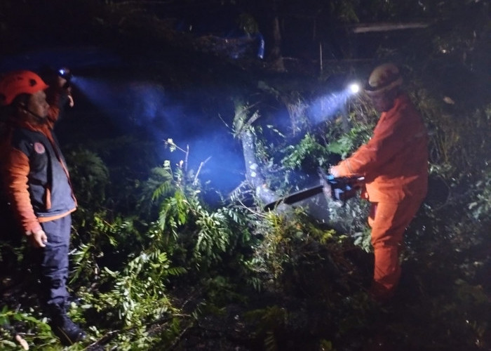 Pohon Tumbang Hambat Lalu Lintas Kendaraan di Jalan Raya Bandung Cianjur