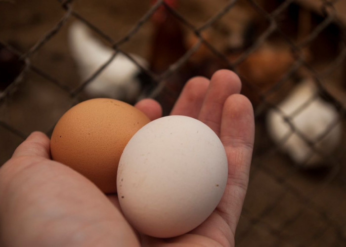 Tekan Stunting, Pemdes Cimacan Bagikan Telur dan Ayam