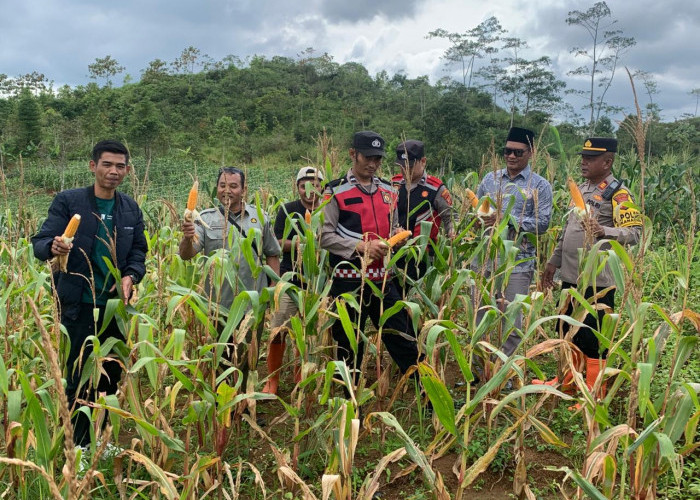 Polri dan Petani Bersinergi, Jagung Hibrida Dua Ton Dipanen di Sukanagara