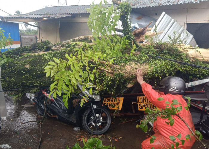 Pohon Tumbang Timpa Pengendara Motor di Cugenang Cianjur 