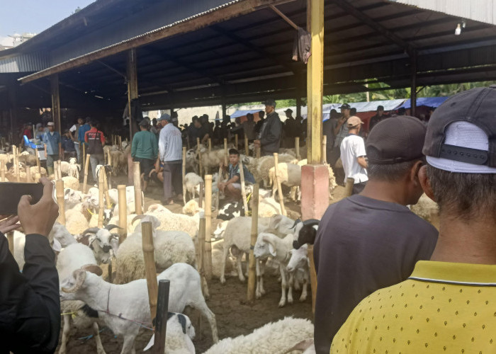 Muncul Wacana Pasar Hewan Baru, Pedagang Cikaret Cianjur Resah