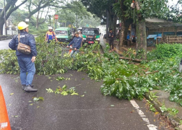 Membahayakan Pengguna Jalan, DLH Cianjur Rapikan Ranting Pohon 