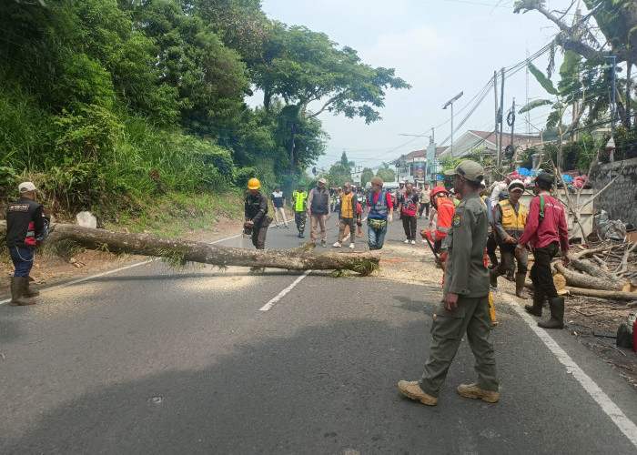 Petugas Gabungan di Cipanas Cianjur Tebang Pohon Rawan Tumbang