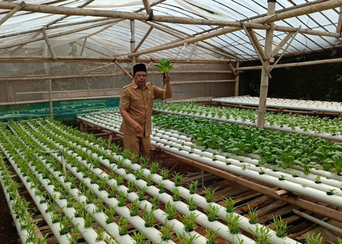 Guru SD di Cibeber Cianjur Sukses Kembangkan Bisnis Sayuran Hidroponik