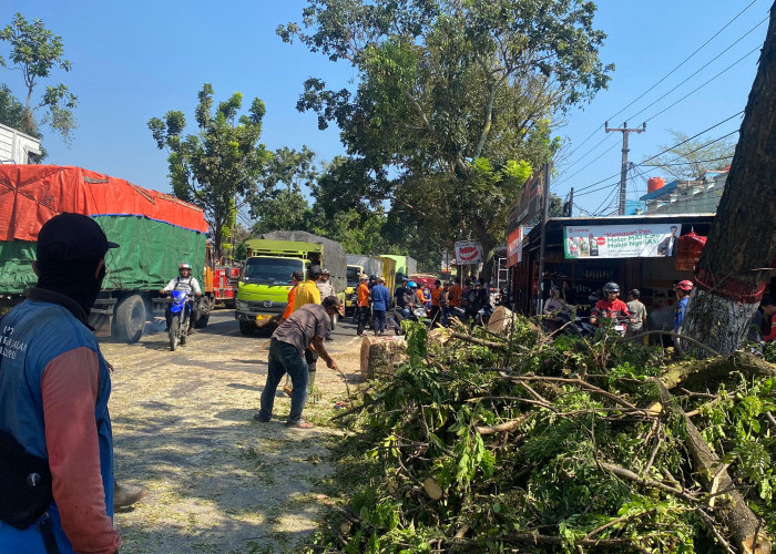 Pohon Tumbang Timpa Angkot di Cianjur, Empat Orang Terluka