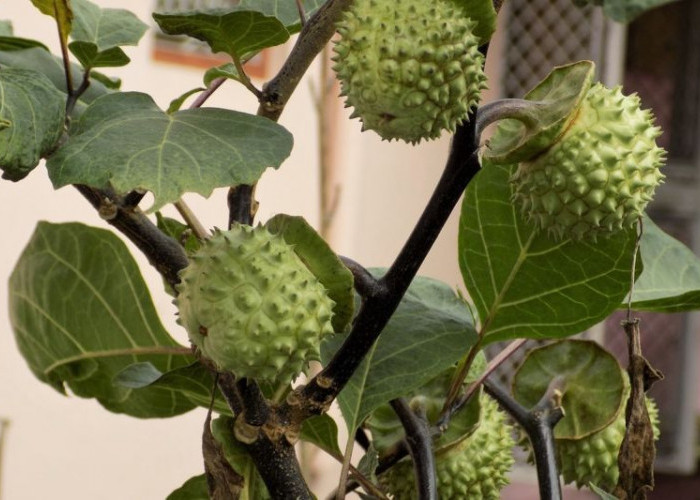 Coba-coba Hingga Kecanduan jadi Alasan Orang Konsumsi Buah Kecubung