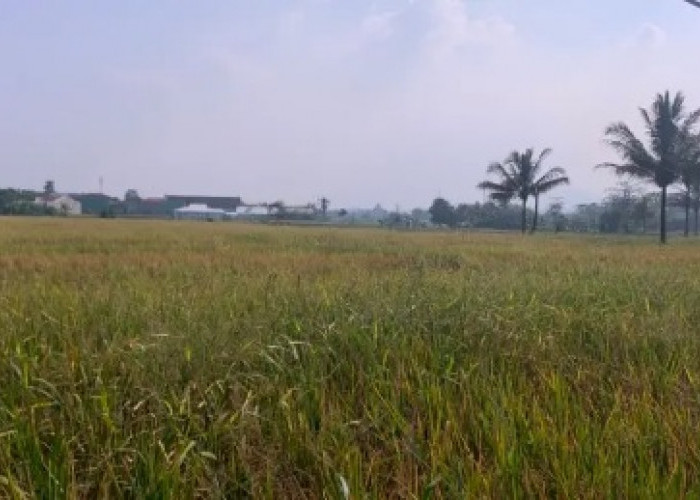 Abu Vulkanik Selimuti Lahan Pertanian, DTPHP Siapkan Langkah Mitigasi