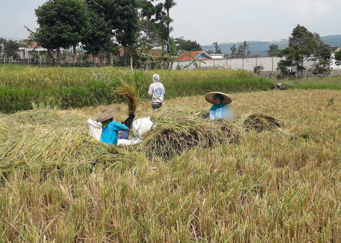 Pupuk Subsidi Cianjur Terserap Lebih dari Separuh Alokasi