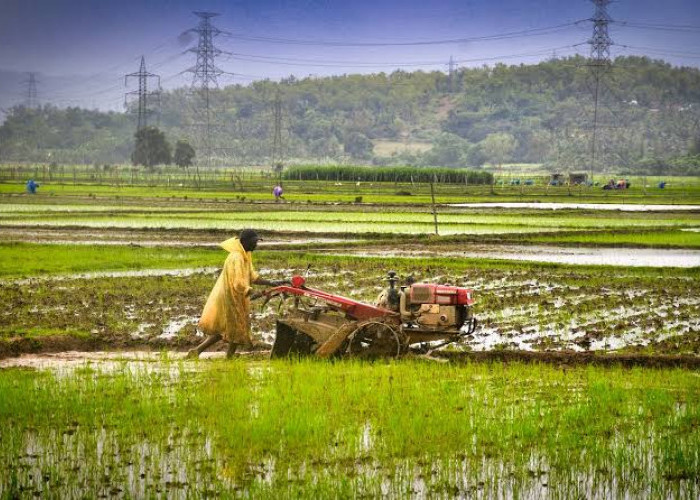 Lahan Pertanian di Kota Sukabumi Berkurang 26 Hektare