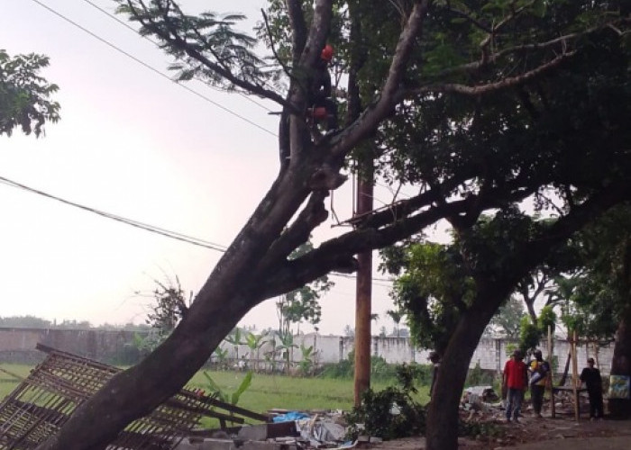 Antisipasi Pohon Tumbang, DLH Cianjur Pangkas Pohon di Sejumlah Titik Rawan