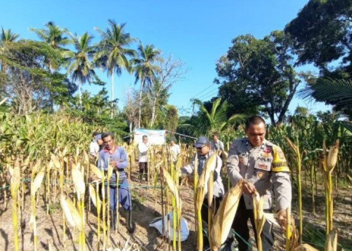 Polsek Sindangbarang Cianjur Optimalkan Lahan Non LBS, Panen 5 Ton Jagung Hibrida