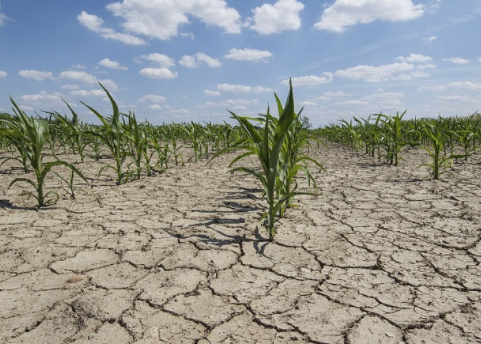 Kekeringan Ancam Ratusan Hektare Sawah di Delapan Kecamatan Cianjur