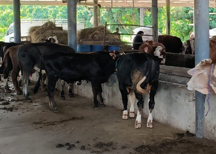 DPKHP Klaim Hewan Kurban di Cianjur Aman untuk Dikonsumsi