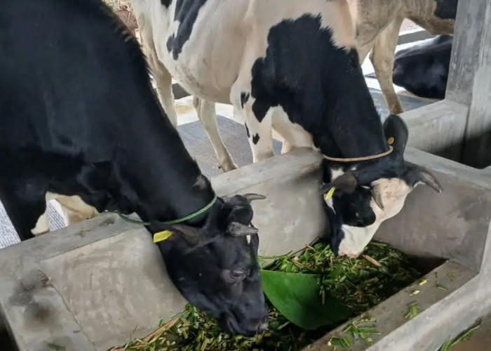 Pembangunan Kawasan Peternakan di Kecamatan Campaka Cianjur Sudah Selesai 100 Persen