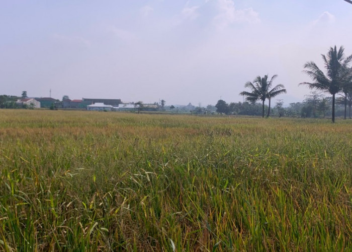 Kemarau Picu Kekeringan, 960 Hektare Sawah di Cianjur Terancam