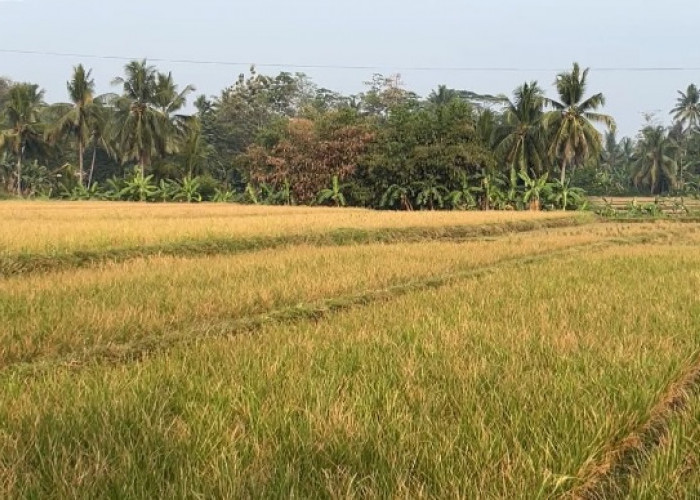 Musim Kemarau, Petani Ciranjang Cianjur Dibebani Biaya Operasional Tambahan