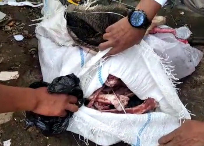 Ditemukan Ditumpukan Sampah, Potongan Kulit, Tulang dan Kepala Babi di Cipanas Cianjur