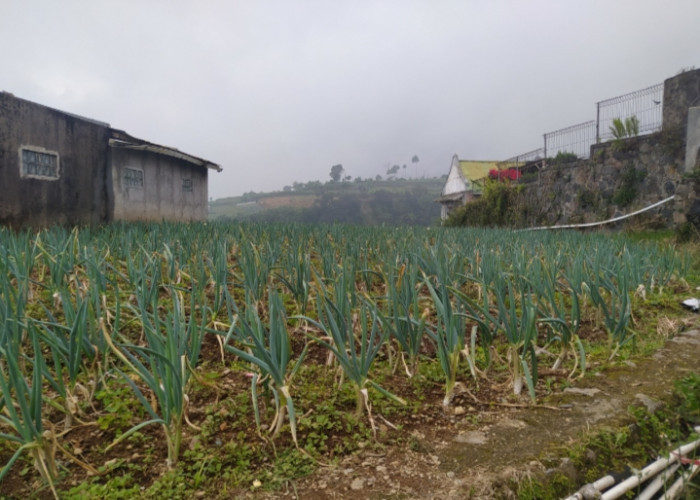 Musim Hujan Berkah Bagi Petani Hortikultura di Cianjur