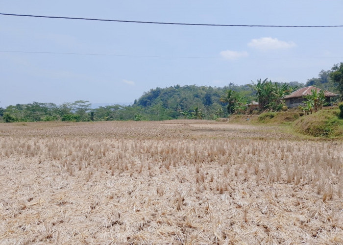 Siaga Darurat Kekeringan dan Karhutla di Cianjur Diperpanjang hingga Akhir Oktober