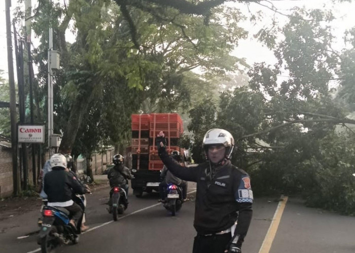 Hujan Deras dan Angin Kencang Sebabkan Pohon Tumbang di Karangtengah Cianjur