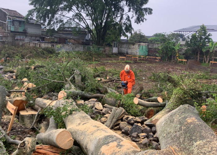 Hujan Deras Disertai Angin Tumbangkan Pohon Beringin di Pamoyanan Cianjur
