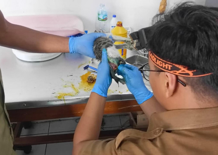 DPKHP Cianjur Buka Layanan Kesehatan Hewan Gratis