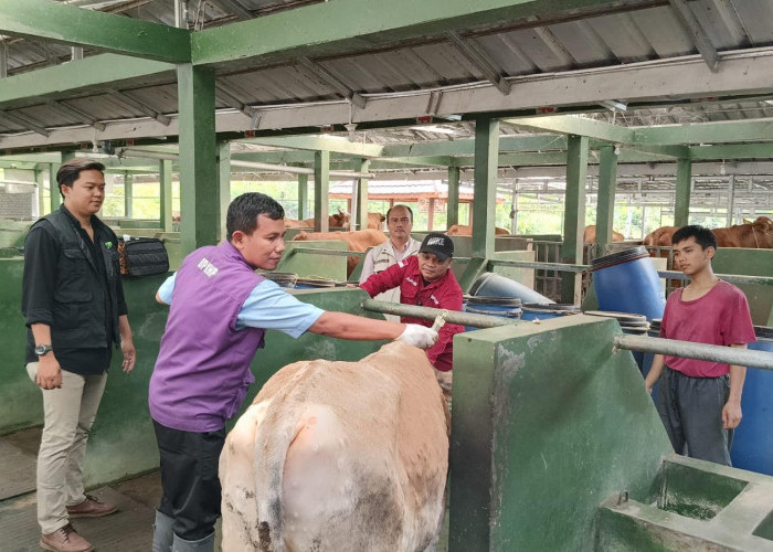 Cegah Penyebaran PMK, Dinas Peternakan Cianjur Terjunkan Tim ke Lapangan