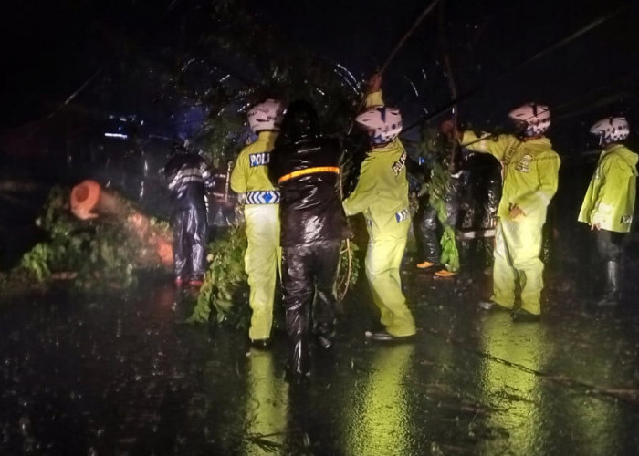 Pohon Tumbang di Jalan Raya Cianjur-Cipanas Selesai Dievakuasi, Arus Lalu Lintas Kembali Normal 