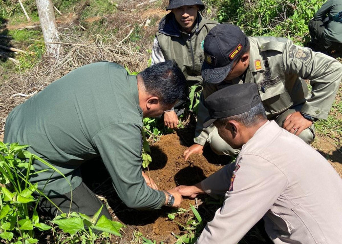 Perhutani KPH Sukabumi Laksanakan Reboisasi Rutin di Desa Pesawahan Takokak Cianjur