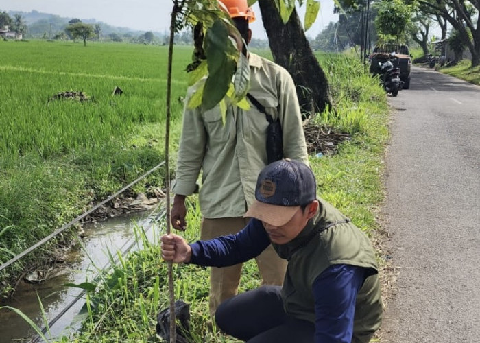 DLH Cianjur Tanam Ratusan Pohon di Kaki Jalan Arteri