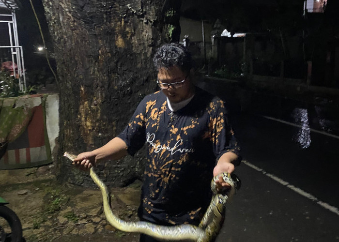 Usai Banjir, Ular Sanca-Biawak Muncul ke Permukiman Warga di Cibeber Cianjur