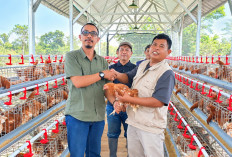 Dapat Bantuan 600 Ayam Petelur, IJTI Cianjur Mulai Garap Usaha Peternakan