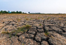 Pemkab Cianjur Siapkan Irigasi dan Sarana Pertanian, Antisipasi Hadapi Musim Kemarau
