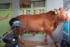 Sapi Kurban Mengamuk dan Masuk Rumah Warga di Cianjur, Suasana Sempat Panik