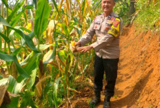 Polsek Cugenang Cianjur Pastikan Program Jagung Hibrida Berjalan Sesuai Target