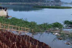 Air Waduk Cirata Menyusut, Petani Ikan Cianjur Merugi hingga Rp60 Juta