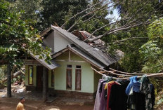BPBD Cianjur Catat Belasan Rumah Rusak Akibat Tertimpa Pohon Tumbang