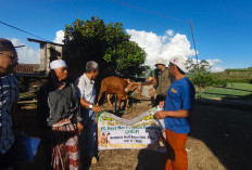 Tiga Desa di Pacet Cianjur Terima Bantuan Sapi Kurban dari Perusahaan