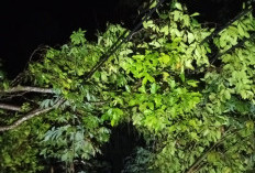 PLN Gerak Cepat Tangani Gangguan Listrik Akibat Cuaca Ekstrem di Wilayah Tanggeung 